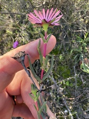 Lampranthus spiniformis, photograph (c) Charleen Brunke, some rights reserved (CC BY)