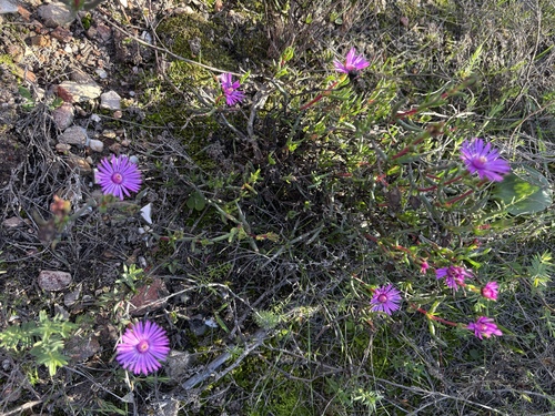 Lampranthus spiniformis, photograph 5