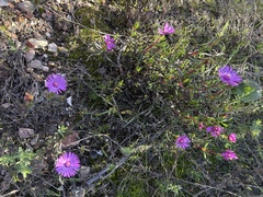 Lampranthus spiniformis, photograph (c) Charleen Brunke, some rights reserved (CC BY)