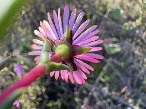 Lampranthus spiniformis, photograph 3