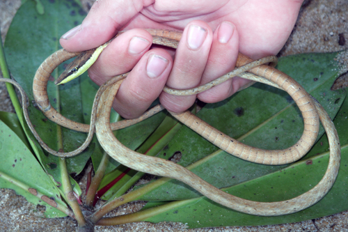 Rutherford’s Vine Snake, Oxybelis rutherfordi