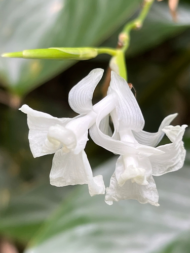 Donax canniformis, photograph 3