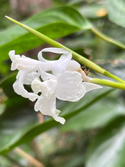 Donax canniformis, photograph author not stated, no rights reserved
