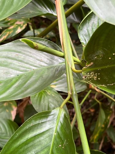 Donax canniformis, photograph 5