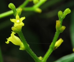 Palicourea solitudinum