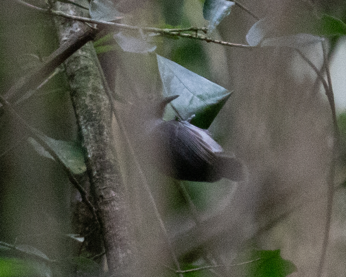 Unicolored Antwren (Myrmotherula unicolor), photo 2