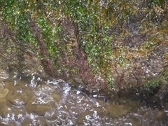 Fissidens appalachensis