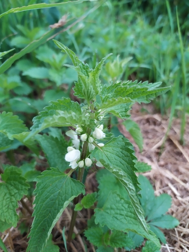 White deadnettle