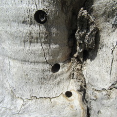 Melanerpes carolinus