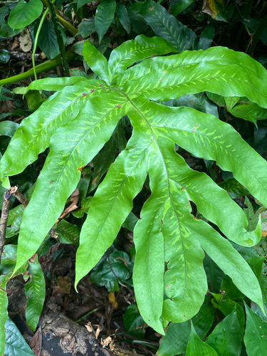 Tectaria decurrens, photograph 3