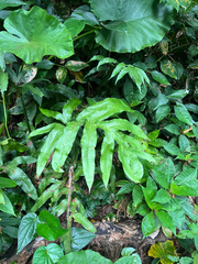 Tectaria decurrens, photograph author not stated, no rights reserved