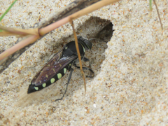 Stictia