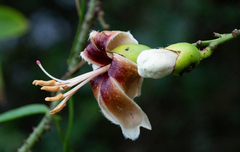 Ceiba erianthos, photograph author not stated, no rights reserved