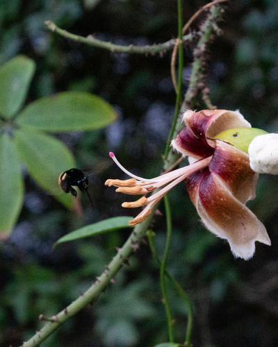 Ceiba erianthos, photograph 5