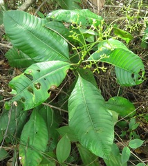 Palicourea solitudinum