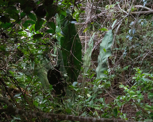 Anthurium coriaceum