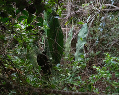 Anthurium coriaceum