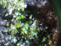 Fissidens appalachensis