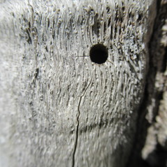 Melanerpes carolinus