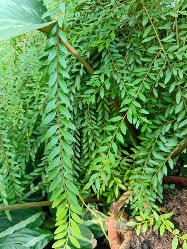 Phyllanthus myrtifolius observed 2026-06-04