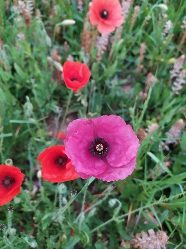 common poppy