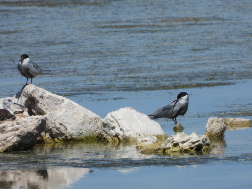 iNaturalist image