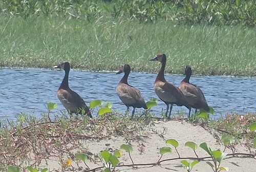 iNaturalist image