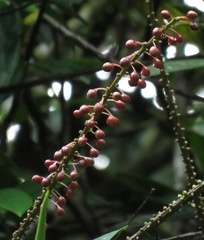 Sarcopera rosulata image