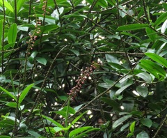 Sarcopera rosulata