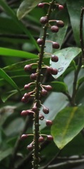 Sarcopera rosulata