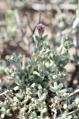 Trichodiadema setuliferum