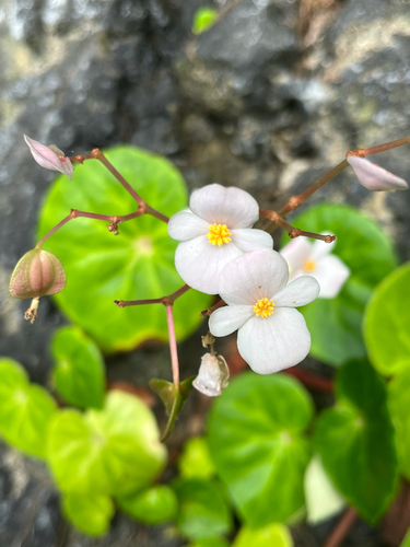 Begonia fenicis, photograph 3