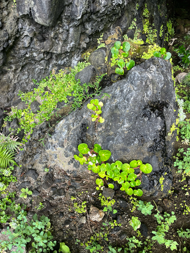 Begonia fenicis, photograph 4