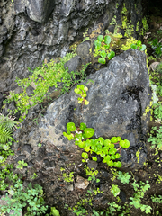 Begonia fenicis, photograph author not stated, no rights reserved