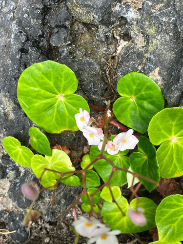Begonia fenicis, photograph 2
