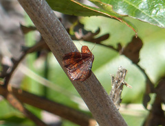 Leptostales rubromarginaria