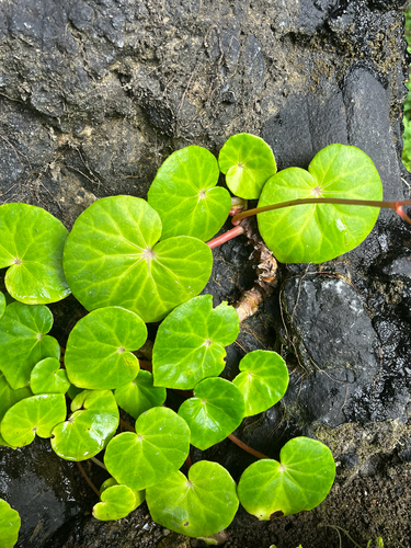 Begonia fenicis