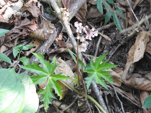 Begonia crassicaulis, photograph 2