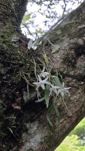 Dendrobium moniliforme, photograph 3