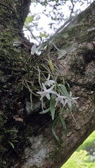 (c) Genevieve Early, some rights reserved (CC BY) Dendrobium moniliforme, photograph (c) Genevieve Early, some rights reserved (CC BY)