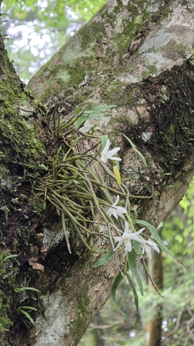 Dendrobium moniliforme, photograph 4
