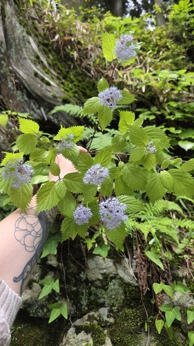 Hydrangea hirta, photograph 3