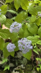 Hydrangea hirta, photograph (c) Genevieve Early, some rights reserved (CC BY)