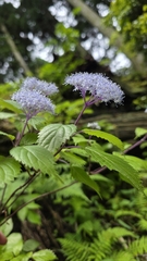 Hydrangea hirta, photograph (c) Genevieve Early, some rights reserved (CC BY)