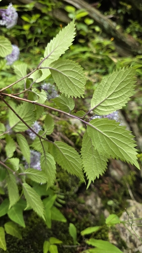 Hydrangea hirta, photograph 6