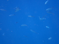 Caesio striata