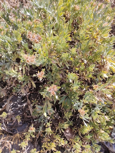 Convolvulus cneorum
