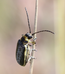 Trirhabda sericotrachyla