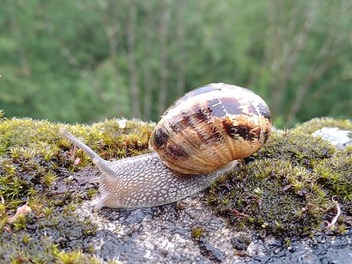 Garden Snail