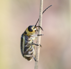 Trirhabda sericotrachyla